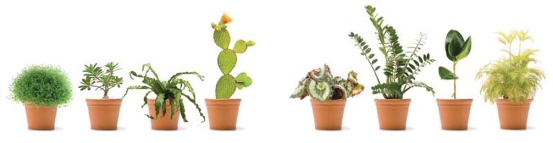 Living Design: How to Decorate with Plants